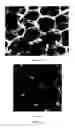 Fig. 08 - Method of producing supercapacitor electrodes and cells having high active mass loading
