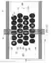 Fig. 22 - Split memory cells with unsplit select gates in a three-dimensional memory device