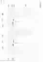 Fig. 20 - Integrated circuit structure and method with solid phase diffusion