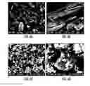 Fig. 06 - Porous silicon compositions and devices and methods thereof