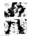 Fig. 07 - Composition for fuel cell electrode