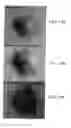 Fig. 14 - Chemically stable proton conducting doped BaCeO