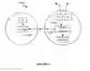 Fig. 16 - System and method for managing media in a distributed communication network