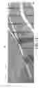 Fig. 09 - System and method for producing seesaw gloss effect and recording medium with seesaw gloss effect