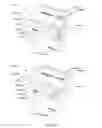 Fig. 12 - METHOD AND APPARATUS FOR SELECTIVE MONO/STEREO VISUAL DISPLAY