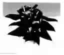 Fig. 01 - Anthurium plant named 'ANTHDASYM'