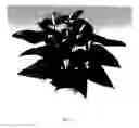 Fig. 02 - Anthurium plant named 'ANTHDASYM'