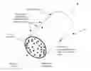 Fig. 01 - Desalination membranes for subsurface irrigation