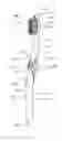 Fig. 01 - Oral care implement