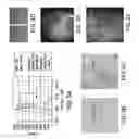 Fig. 04 - Apparatus for the non-invasive measurement of tissue function and metabolism by determination of steady-state fluorescence anisotropy