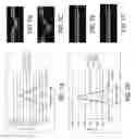 Fig. 08 - Apparatus for the non-invasive measurement of tissue function and metabolism by determination of steady-state fluorescence anisotropy
