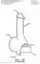 Fig. 03 - Prosthetic Artificial Insemination Device