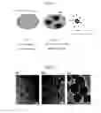 Fig. 02 - SILICA-CONTAINING COMPOSITE NANOPARTICLES, AND HYDROGEL MOISTURIZING PATCH CONTAINING SAME