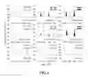 Fig. 05 - METHODS OF REDUCING OR PREVENTING OXIDATION OF SMALL DENSE LDL OR MEMBRANE POLYUNSATURATED FATTY ACIDS