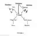 Fig. 02 - COMPOSITION AND METHOD FOR TREATING OR PREVENTING SKELETAL MUSCLE FIBROSIS