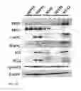 Fig. 22 - Method of treating non-small cell lung cancer and/or small cell lung cancer using thienotriazolodiazepine compounds