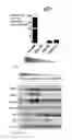 Fig. 37 - Method of treating non-small cell lung cancer and/or small cell lung cancer using thienotriazolodiazepine compounds