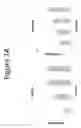 Fig. 15 - Anordrin compositions and methods for treating diseases