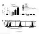 Fig. 15 - Compositions and methods for selective phagocytosis of human cancer cells