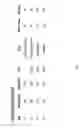 Fig. 24 - Compositions and methods for selective phagocytosis of human cancer cells