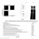 Fig. 27 - Compositions and methods for selective phagocytosis of human cancer cells