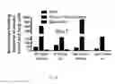 Fig. 29 - Compositions and methods for selective phagocytosis of human cancer cells