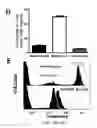 Fig. 34 - Compositions and methods for selective phagocytosis of human cancer cells