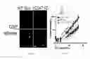 Fig. 37 - Compositions and methods for selective phagocytosis of human cancer cells