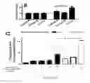 Fig. 48 - Compositions and methods for selective phagocytosis of human cancer cells