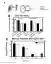 Fig. 62 - Compositions and methods for selective phagocytosis of human cancer cells