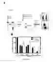 Fig. 67 - Compositions and methods for selective phagocytosis of human cancer cells