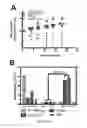 Fig. 78 - Compositions and methods for selective phagocytosis of human cancer cells