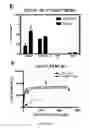 Fig. 83 - Compositions and methods for selective phagocytosis of human cancer cells