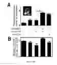 Fig. 84 - Compositions and methods for selective phagocytosis of human cancer cells