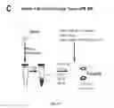 Fig. 85 - Compositions and methods for selective phagocytosis of human cancer cells