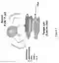 Fig. 08 - COMPOSITIONS AND METHODS FOR TREATING ANTIBODY RESISTANCE