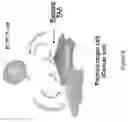 Fig. 09 - COMPOSITIONS AND METHODS FOR TREATING ANTIBODY RESISTANCE
