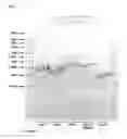 Fig. 02 - METHODS AND PRODUCTS FOR TRANSFECTING CELLS