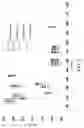 Fig. 03 - Method for improving mitochondria and method for promoting cell division of stem cell