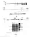 Fig. 07 - Method for identifying, expanding, and removing adult stem cells and cancer stem cells