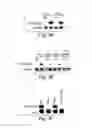 Fig. 04 - METHODS AND PRODUCTS RELATING TO GSK3ß REGULATION