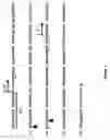 Fig. 09 - Vaccines for human papilloma virus and methods for using the same