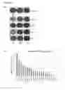 Fig. 04 - Cell lines for virus production and methods of use