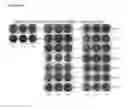 Fig. 08 - Cell lines for virus production and methods of use