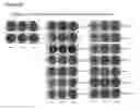 Fig. 09 - Cell lines for virus production and methods of use