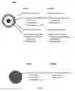 Fig. 03 - Compositions for delivery of food allergens to the stomach