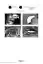 Fig. 07 - Induction of immunotolerance to improve acceptance of tissue derived from pluripotent stem cells
