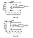 Fig. 08 - Targeted interferons demonstrate potent apoptotic and anti-tumor activities