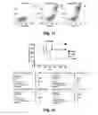 Fig. 22 - Targeted interferons demonstrate potent apoptotic and anti-tumor activities