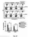 Fig. 28 - Targeted interferons demonstrate potent apoptotic and anti-tumor activities
